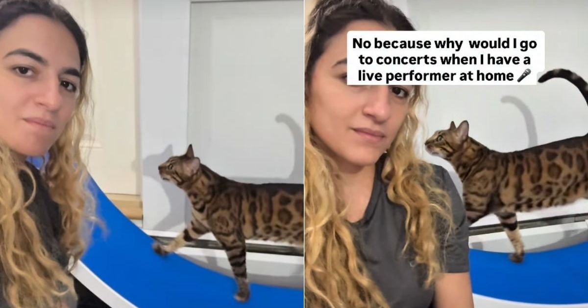 Cat Loves Doing Free Live Performances for Owner – CatTime
