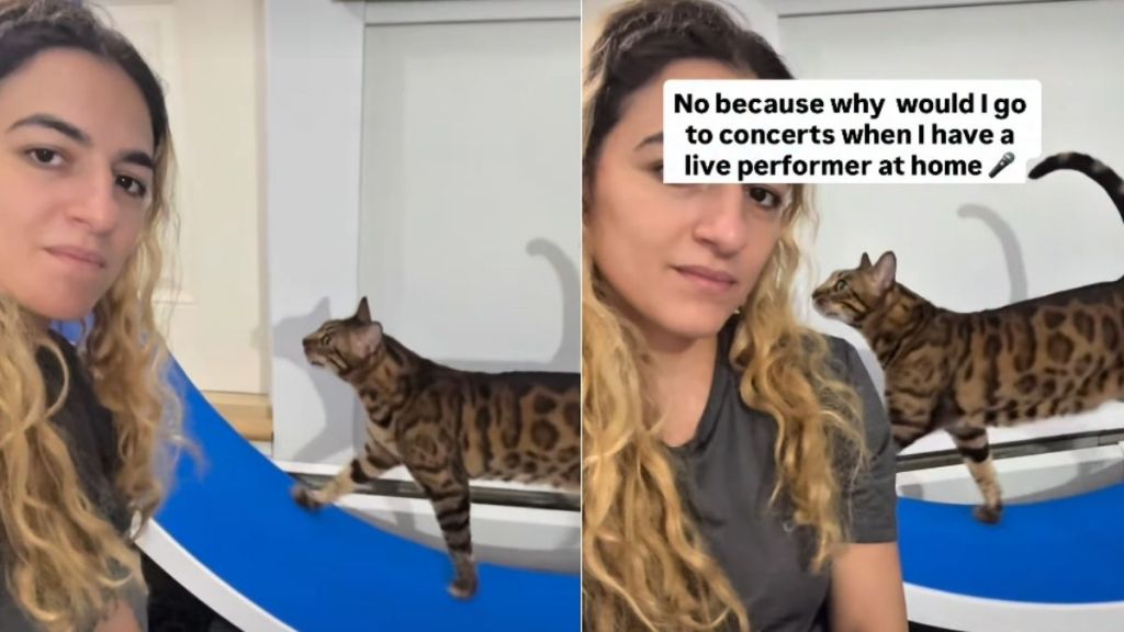 Cat Loves Doing Free Live Performances for Owner