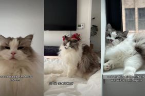 Cat Feels ‘Devastated’ as Furry Sister Doesn’t Let Him Sit on Her