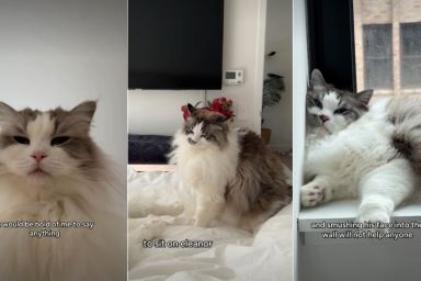 Cat Feels ‘Devastated’ as Furry Sister Doesn’t Let Him Sit on Her