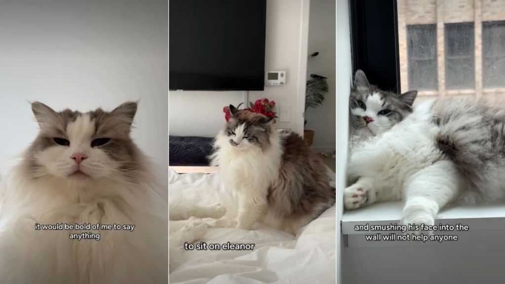 Cat Feels ‘Devastated’ as Furry Sister Doesn’t Let Him Sit on Her