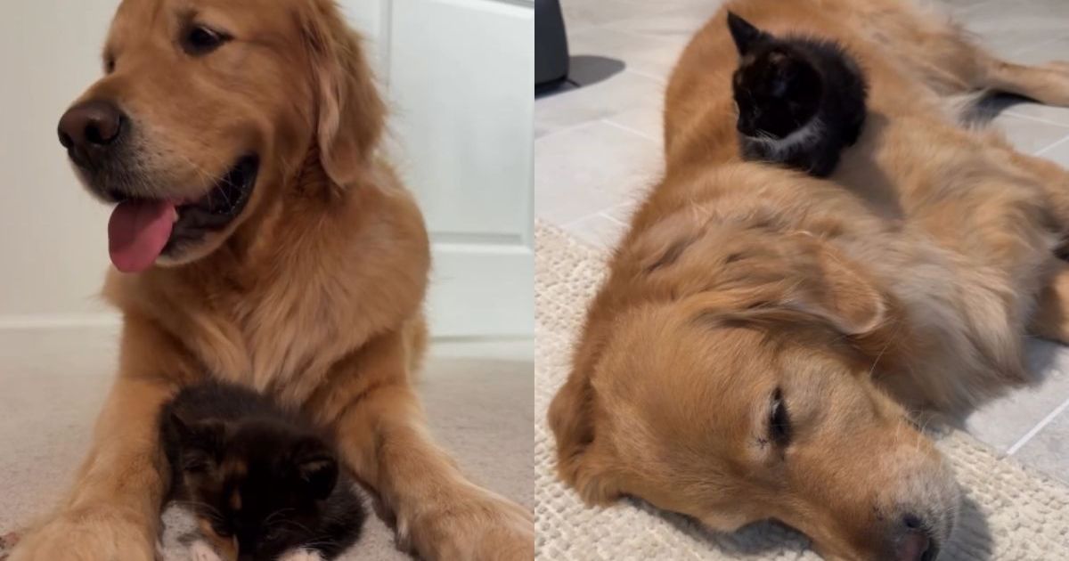 PetWireDaily — Kitten Grows up With Golden Retriever Who Slowly Becomes Her Whole World