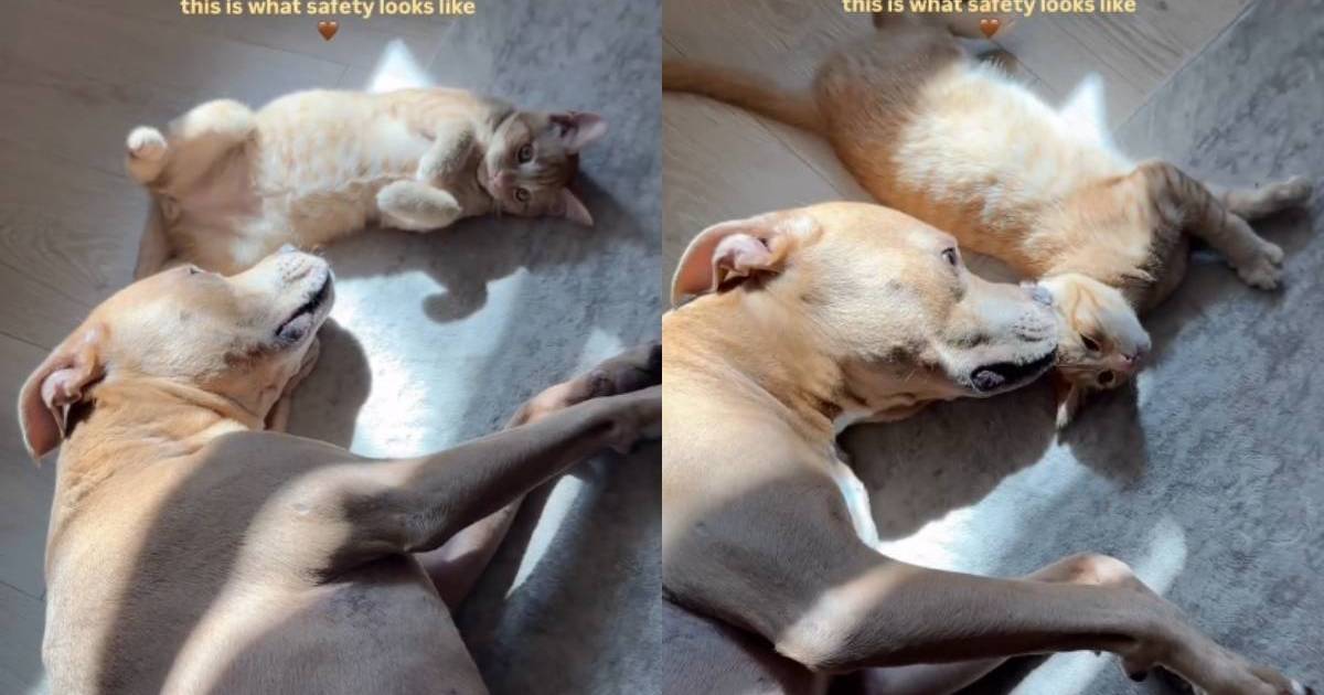 PetWireDaily — Cat Couldn’t Feel Safer With a Dog by His Side as They Soak up Some Sun