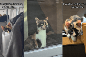 Cat Being ‘Clingy’ With Owner in Most Adorable Way Possible