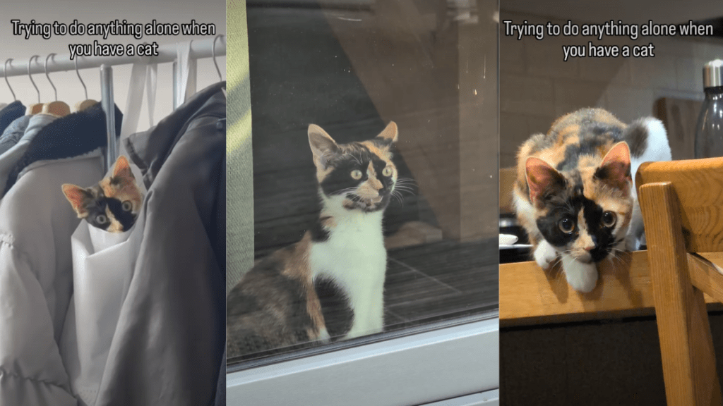 Cat Being ‘Clingy’ With Owner in Most Adorable Way Possible