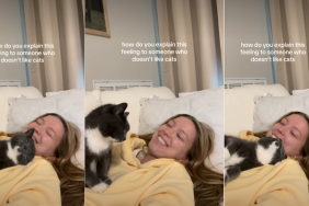 Cat Melting Into Owner for Cuddle Captures Hearts