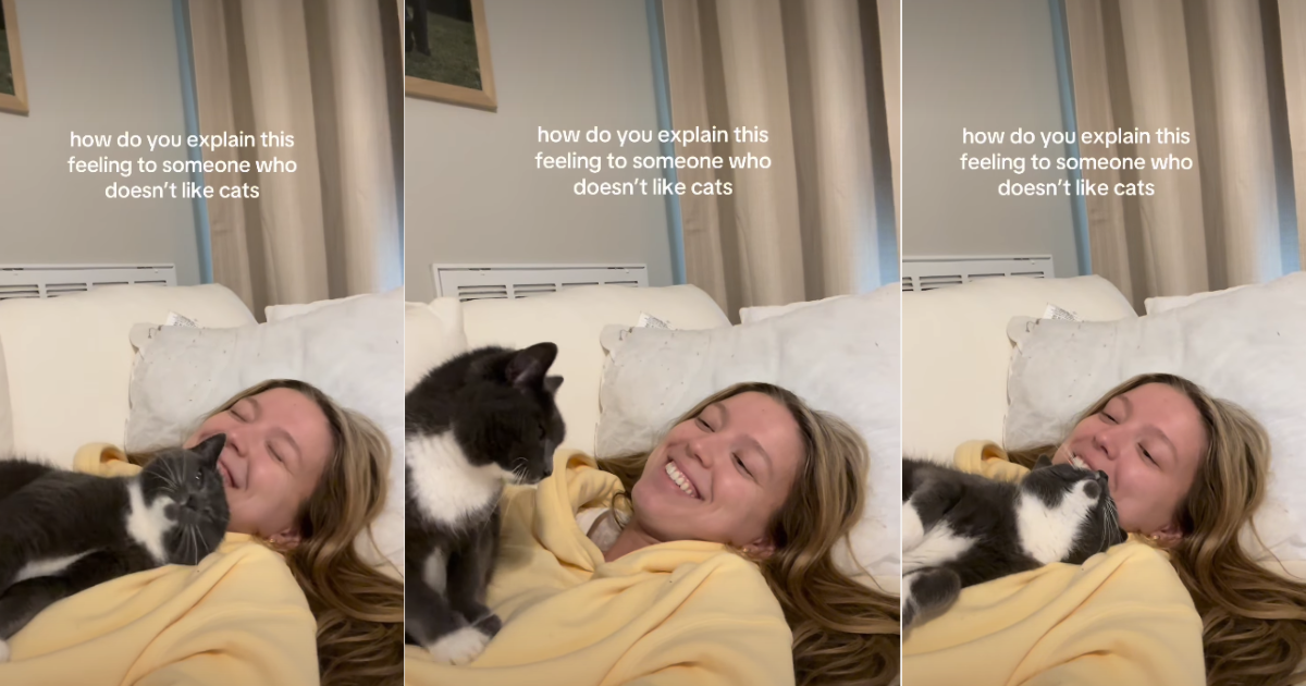 Cat Melting Into Owner for Cuddle Captures Hearts – CatTime