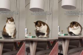 Cat Transforms Into 'Jello Pudding Pie' Within Seconds