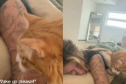 Cats Are ‘Surprisingly Nice’ To Sleepy Owner When Asking for Breakfast