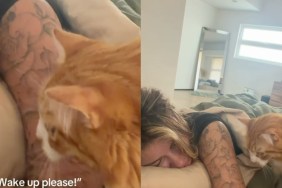 Cats Are ‘Surprisingly Nice’ To Sleepy Owner When Asking for Breakfast