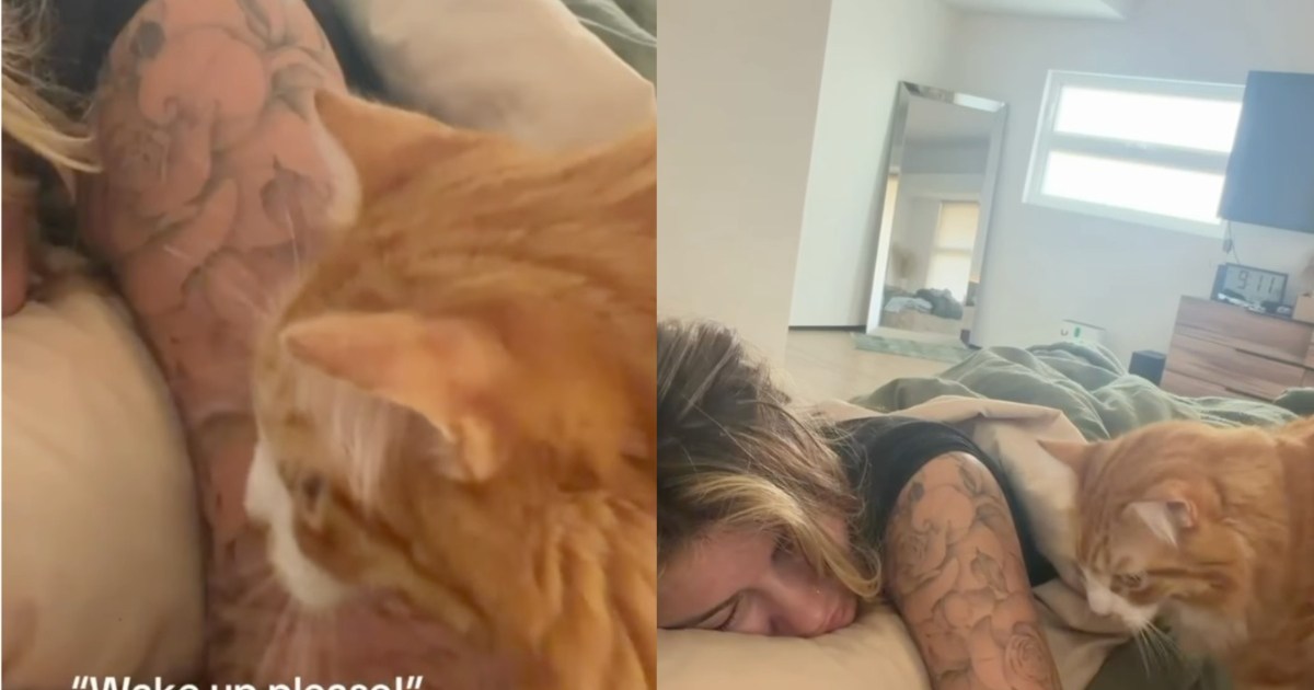 Cats Are ‘Surprisingly Nice’ To Sleepy Owner When Asking for Breakfast – CatTime