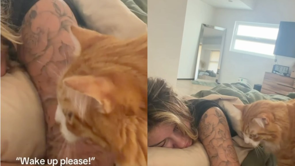 Cats Are ‘Surprisingly Nice’ To Sleepy Owner When Asking for Breakfast
