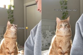 Working Owner Can’t Refuse Cat Asking for Snuggles