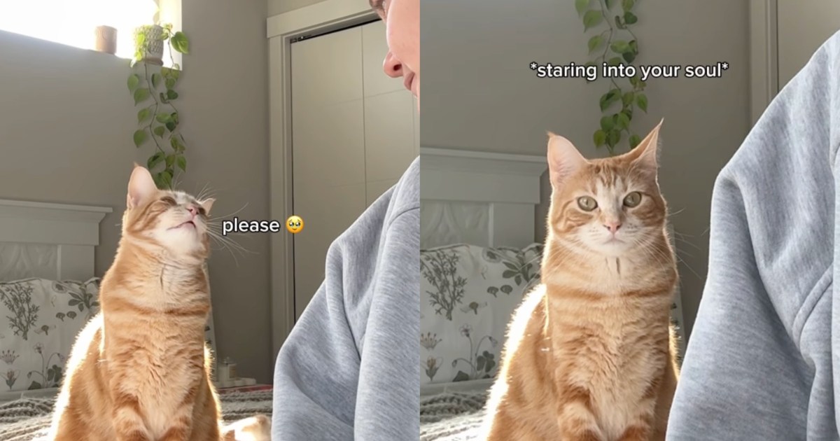 Working Owner Can’t Refuse Cat Asking for Snuggles – CatTime