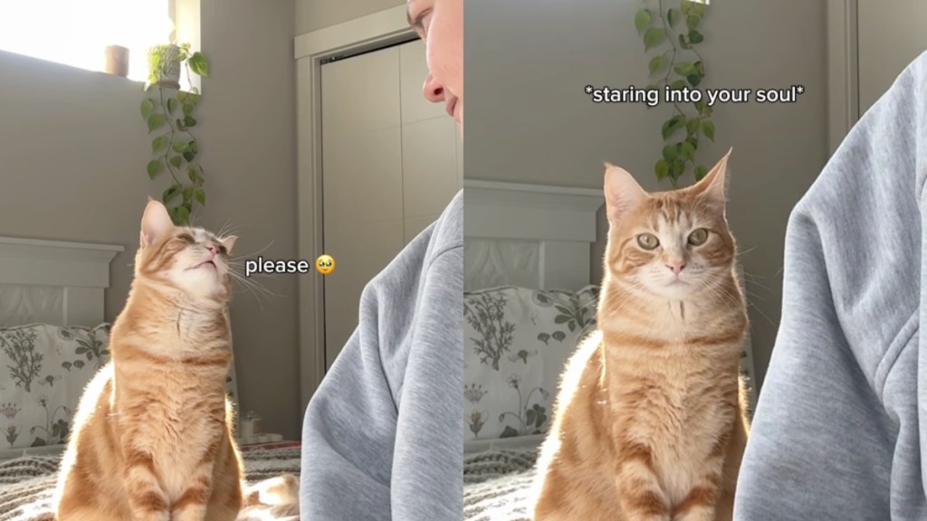 Working Owner Can’t Refuse Cat Asking for Snuggles