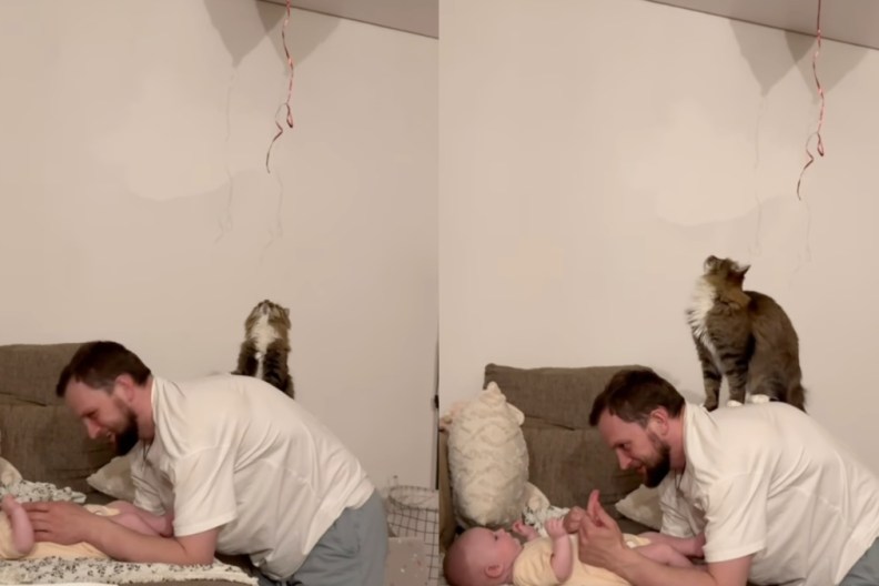 Cat Gets on Owner’s Back To Retrieve Balloon