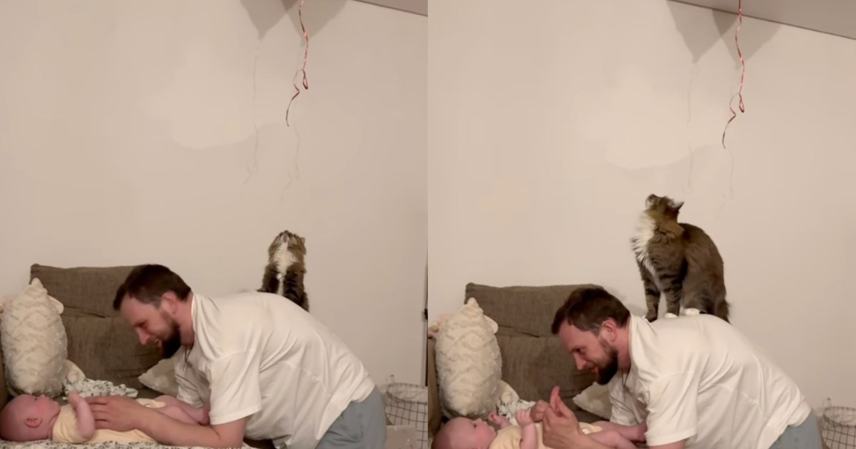 Cat Gets on Owner’s Back To Retrieve Balloon – CatTime