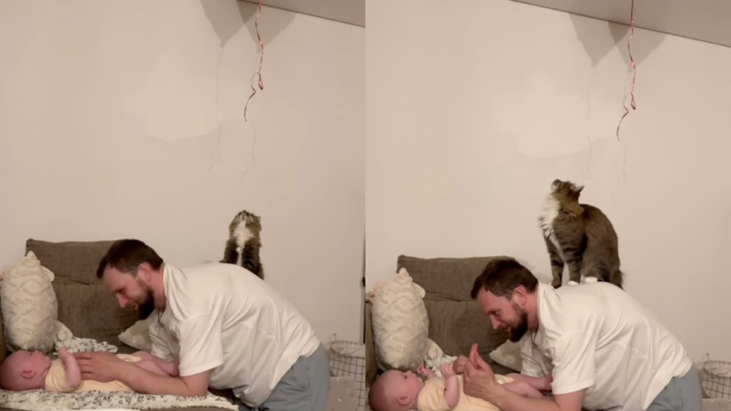 Cat Gets on Owner’s Back To Retrieve Balloon