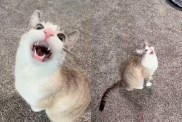 Cat Is 'Weirdly Obsessed' With Ceiling Fans