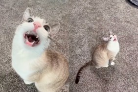 Cat Is 'Weirdly Obsessed' With Ceiling Fans