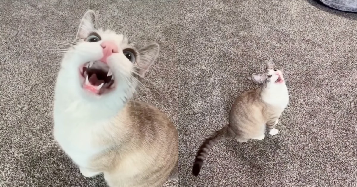 Cat Is ‘Weirdly Obsessed’ With Ceiling Fans – CatTime