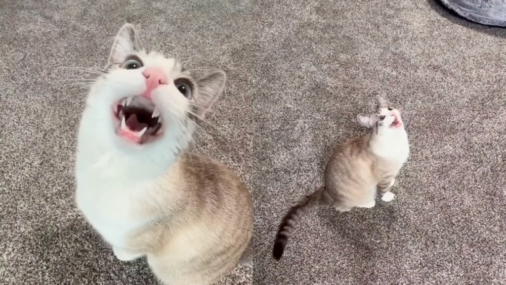 Cat Is 'Weirdly Obsessed' With Ceiling Fans