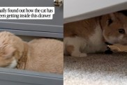 Baby Proofing Can’t Stop Cat From Sneaking Inside a Drawer