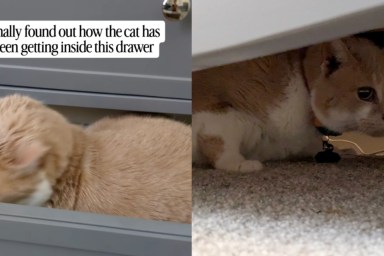 Baby Proofing Can’t Stop Cat From Sneaking Inside a Drawer