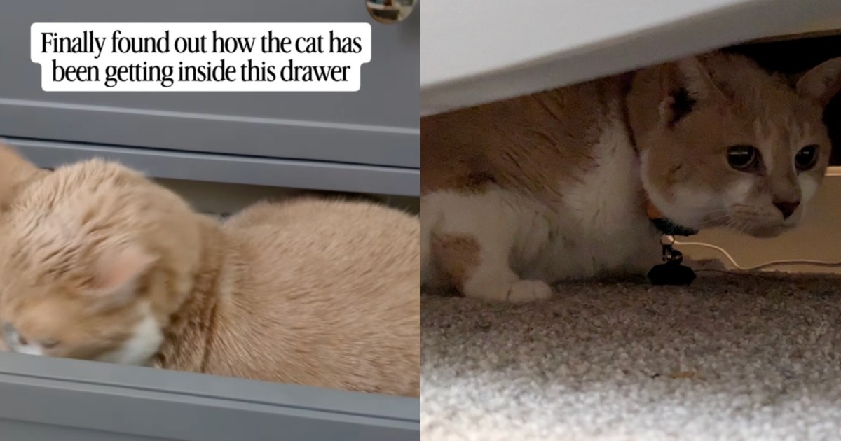 Baby Proofing Can’t Stop Cat From Sneaking Inside a Drawer – CatTime