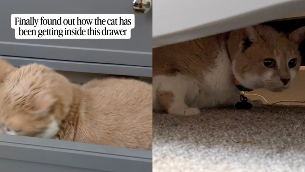 Baby Proofing Can’t Stop Cat From Sneaking Inside a Drawer