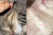 Cats Go Viral for Making Adorable Noises