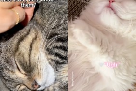 Cats Go Viral for Making Adorable Noises