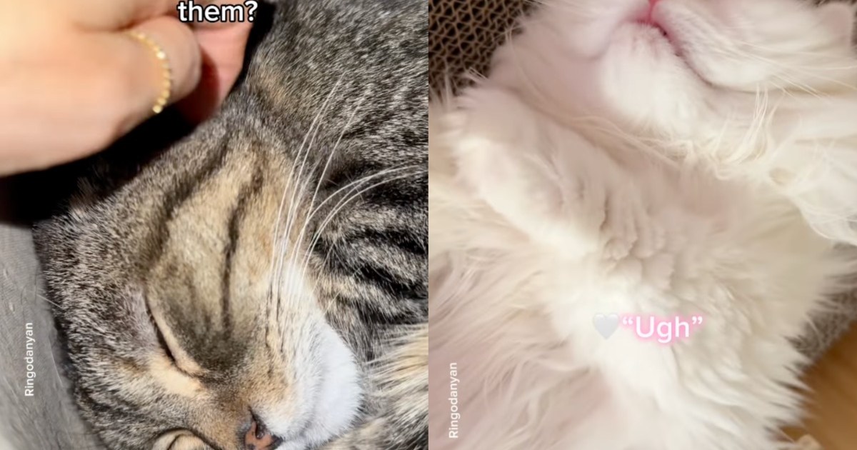 Cats Go Viral for Making Adorable Noises – CatTime