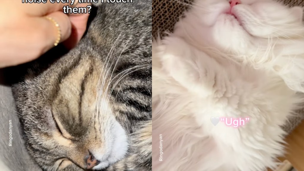 Cats Go Viral for Making Adorable Noises