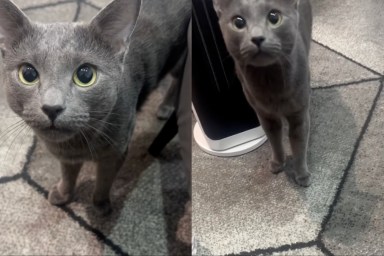 Cat Tries To Trick Owner Into Feeding Him Twice in Morning