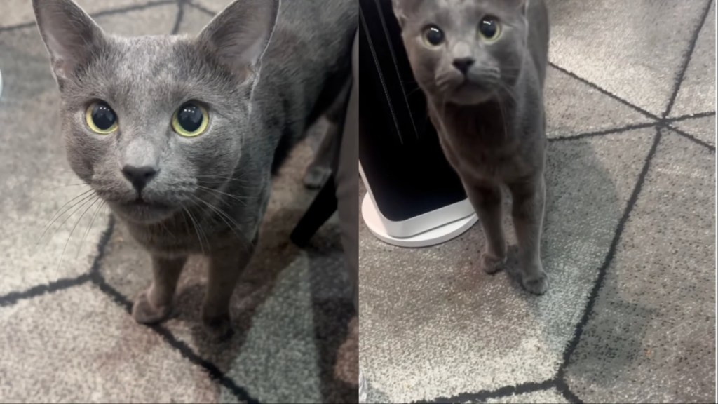 Cat Tries To Trick Owner Into Feeding Him Twice in Morning