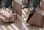 Cat Finds Adorable Way of Getting Out of Paper Bag