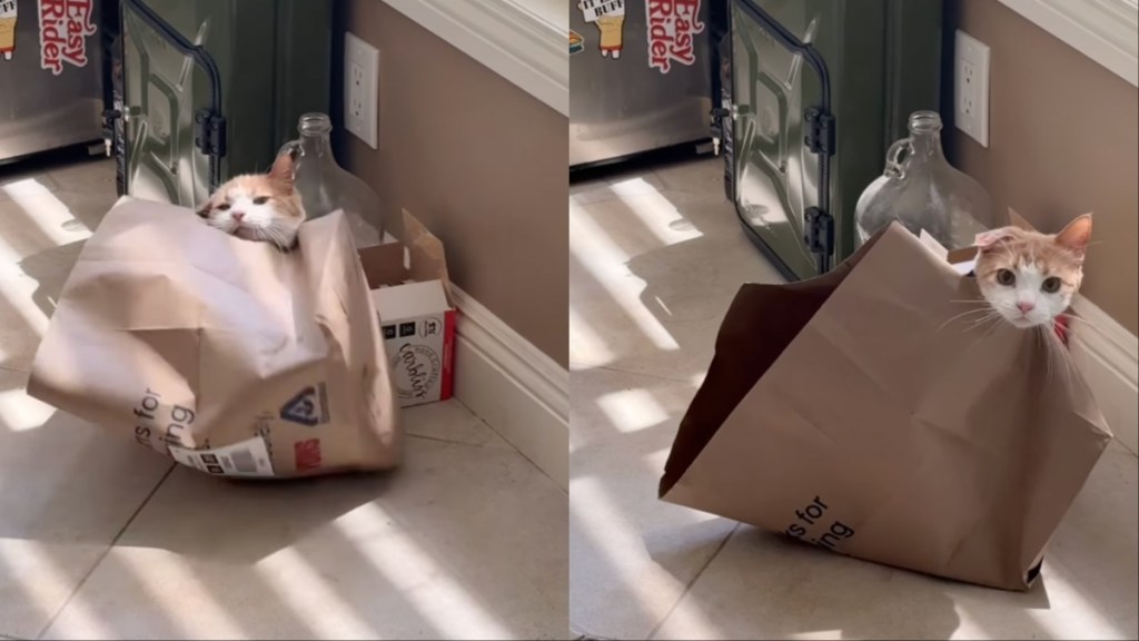 Cat Finds Adorable Way of Getting Out of Paper Bag