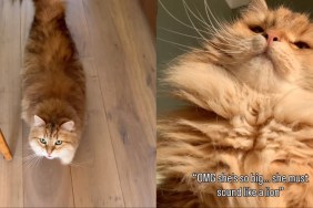 Fluffy Cat Making Adorable ‘Squeaky’ Sounds Steals Hearts