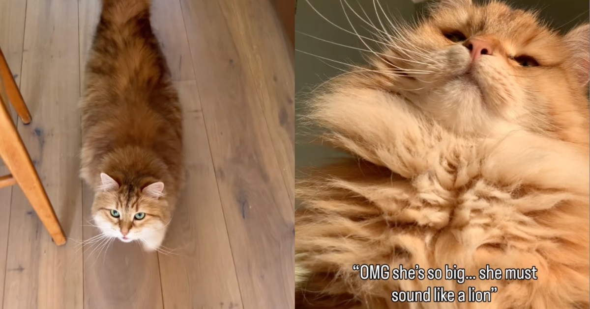 PetWireDaily — Fluffy Cat Making Adorable ‘Squeaky’ Sounds Steals Hearts