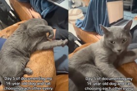 Cat Curls up on Senior Dog, Showing They’d Pick Each Other Every Day