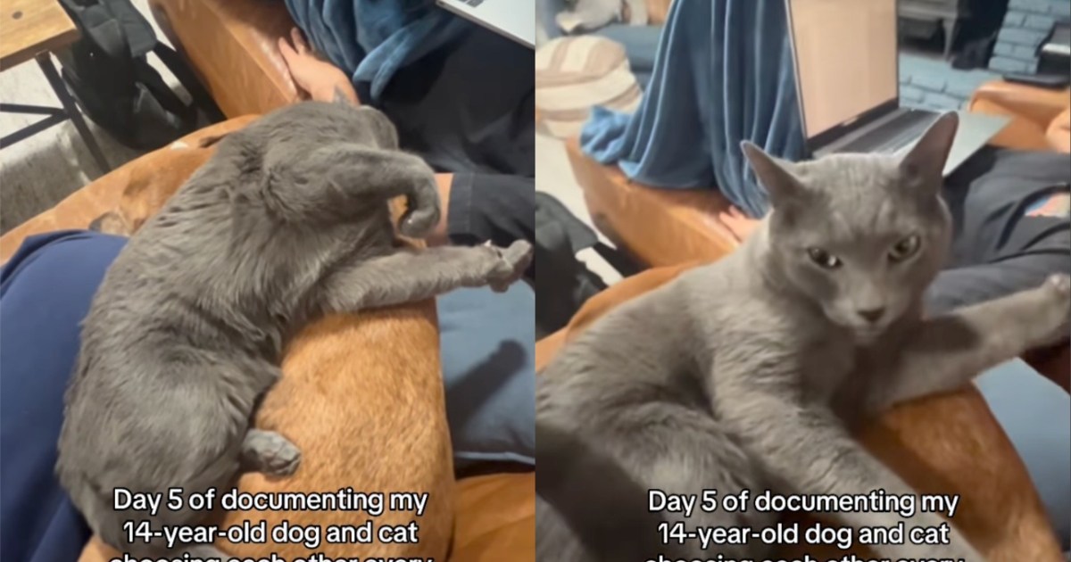 PetWireDaily — Cat Curls up on Senior Dog, Showing They’d Pick Each Other Every Day
