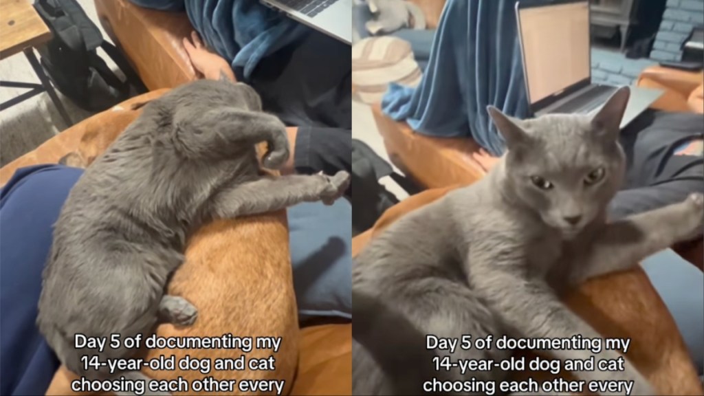 Cat Curls up on Senior Dog, Showing They’d Pick Each Other Every Day