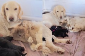 Cat Snuggles up With Dog & Her Little Puppies To Help Co-Parent Them