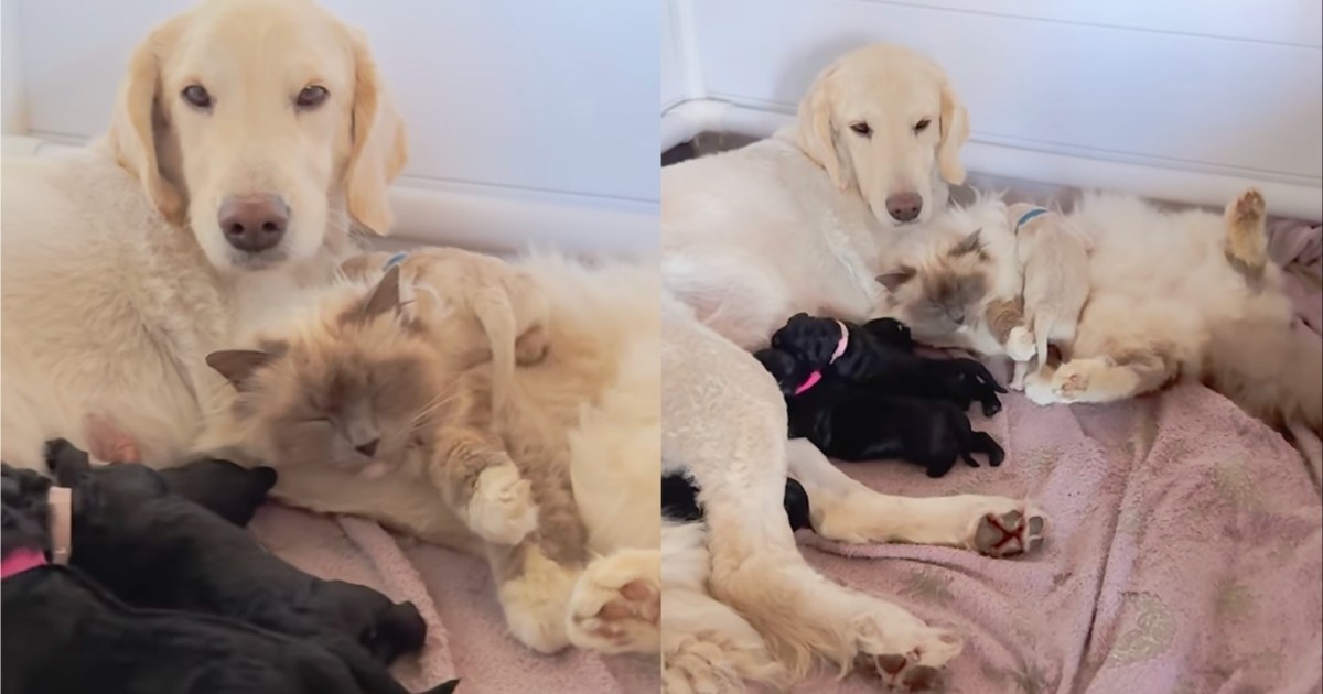 PetWireDaily — Cat Snuggles up With Dog & Her Little Puppies To Help Co-Parent Them