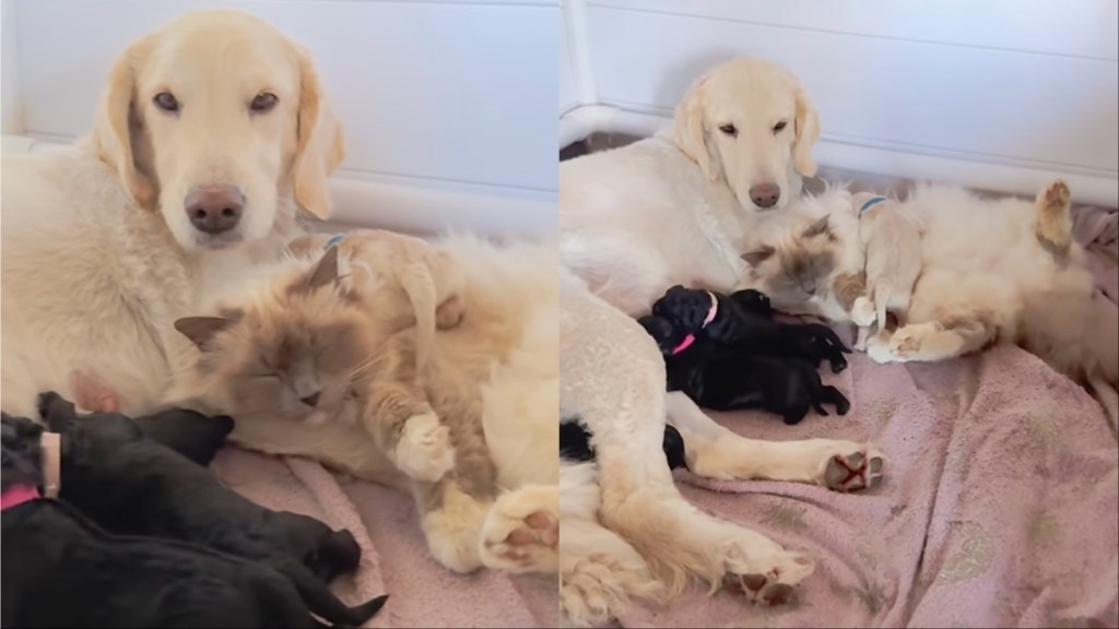 Cat Snuggles up With Dog & Her Little Puppies To Help Co-Parent Them