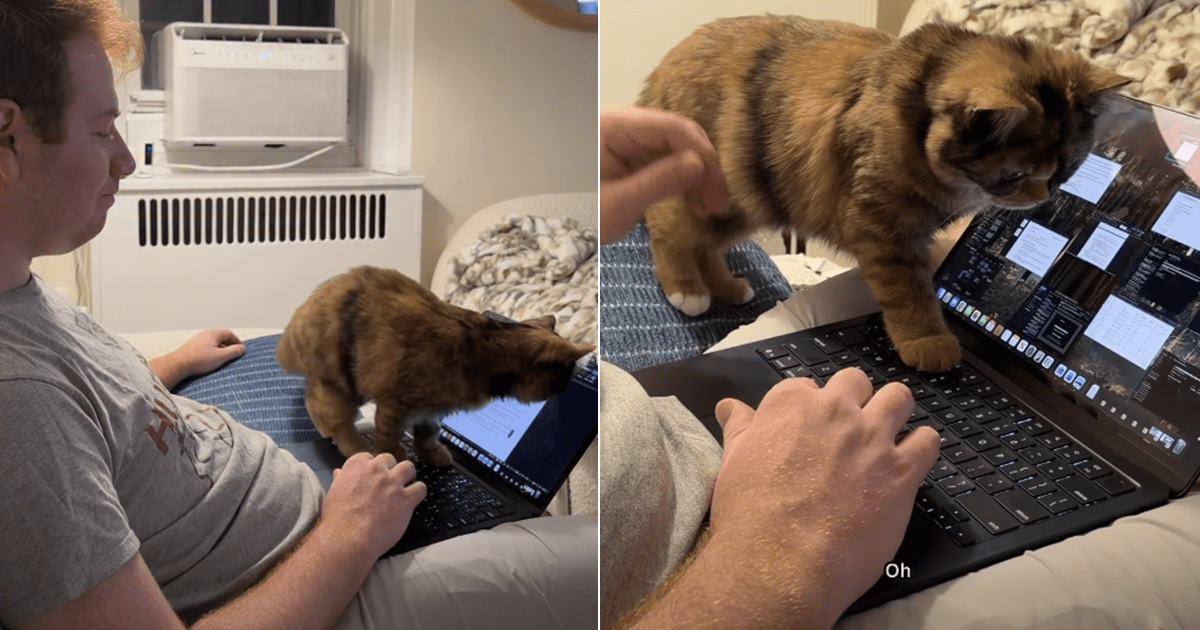Cat Wants To Help Dad With Office Work – CatTime