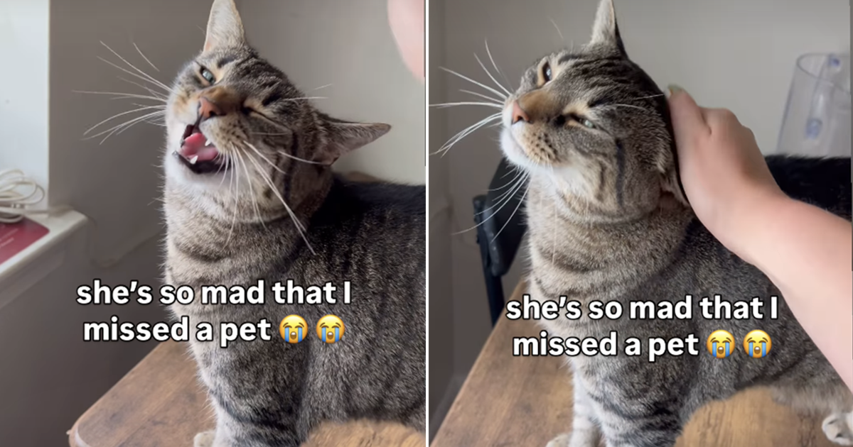 Cat Gets Annoyed With Owner for Missing Just One Pet – CatTime