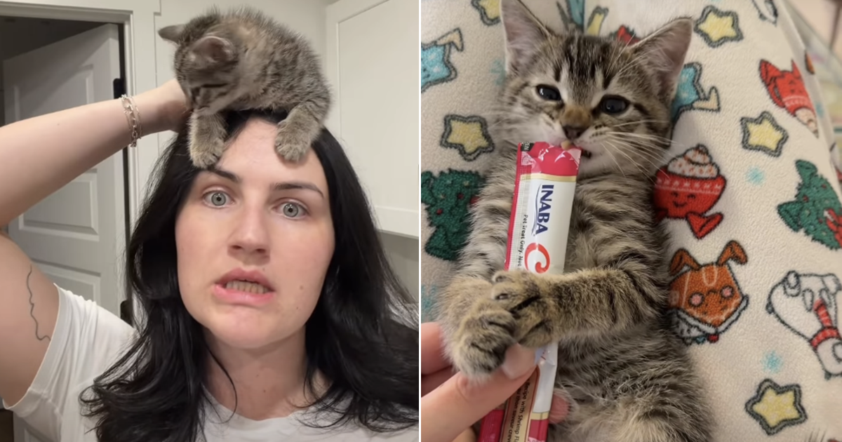 Foster Kitten’s Bedtime Routine Will Melt Your Heart – CatTime