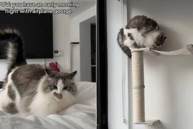 cat early morning flight